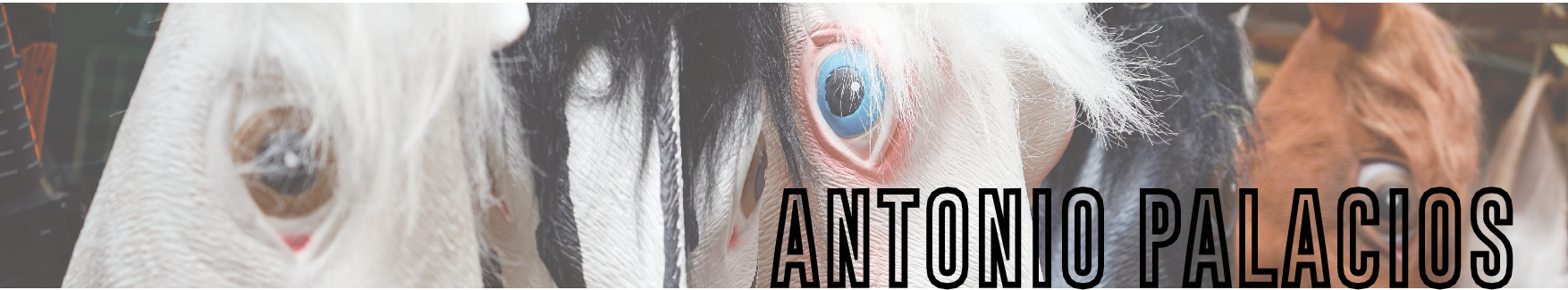 No es país para Viejóvenes banner sección